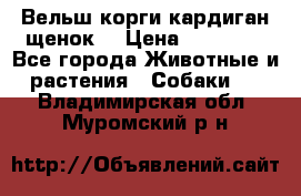 Вельш корги кардиган щенок  › Цена ­ 35 000 - Все города Животные и растения » Собаки   . Владимирская обл.,Муромский р-н